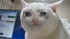 gato